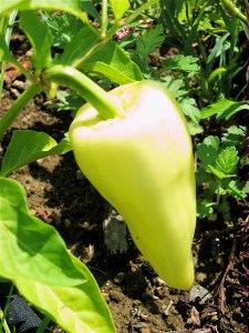 yellow pepper