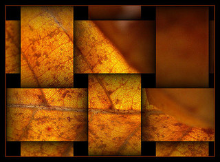 41110294_3161f791ce_n