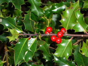 holly-plant