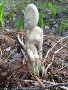 Fuzzy fiddleheads erupt from the floor of the pine grove.