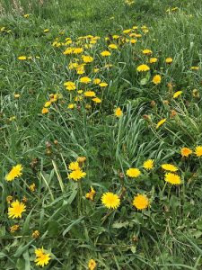 Dandelions mark the natural date of Beltaine on our land.  It was 5 days later than the calendar date this year.