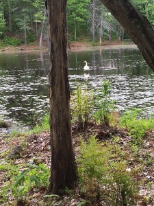 The swans have returned.  I can't wait to see if we get cygnets again this year!