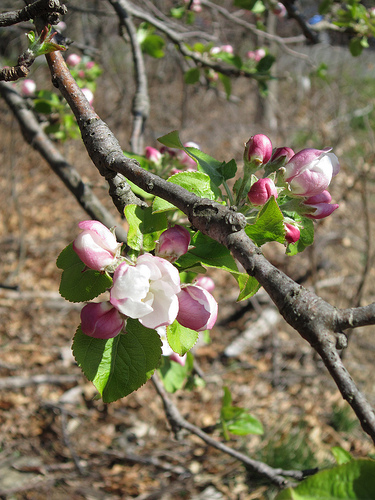 Of Orchards and&nbsp;Hoses