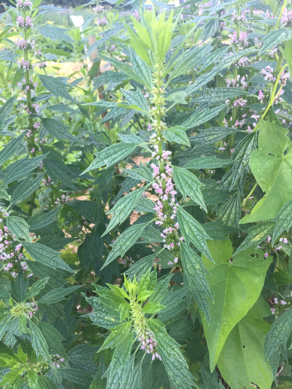 Motherwort and Other Characters