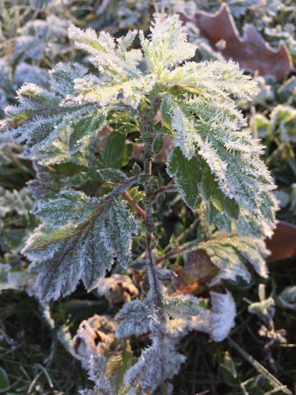 Three ways to know&nbsp;winter