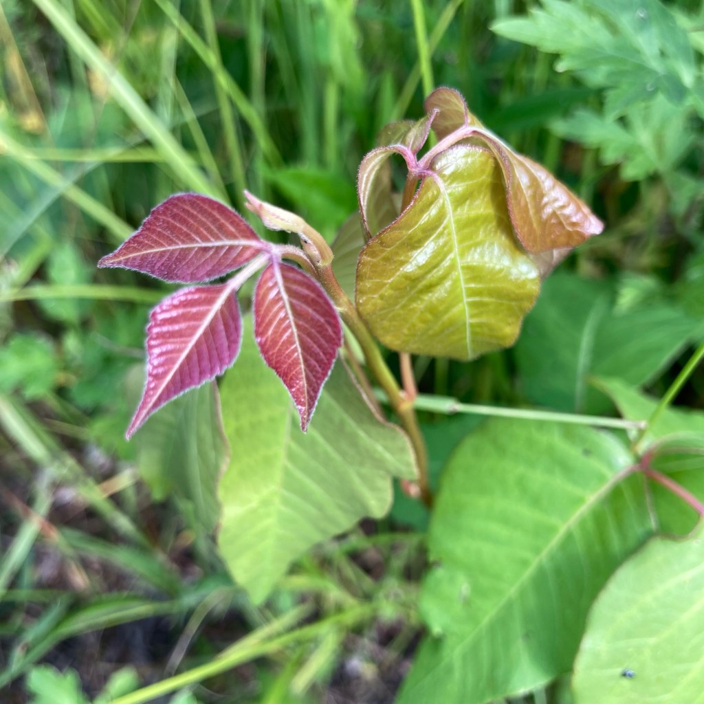 Ode to Poison&nbsp;Ivy