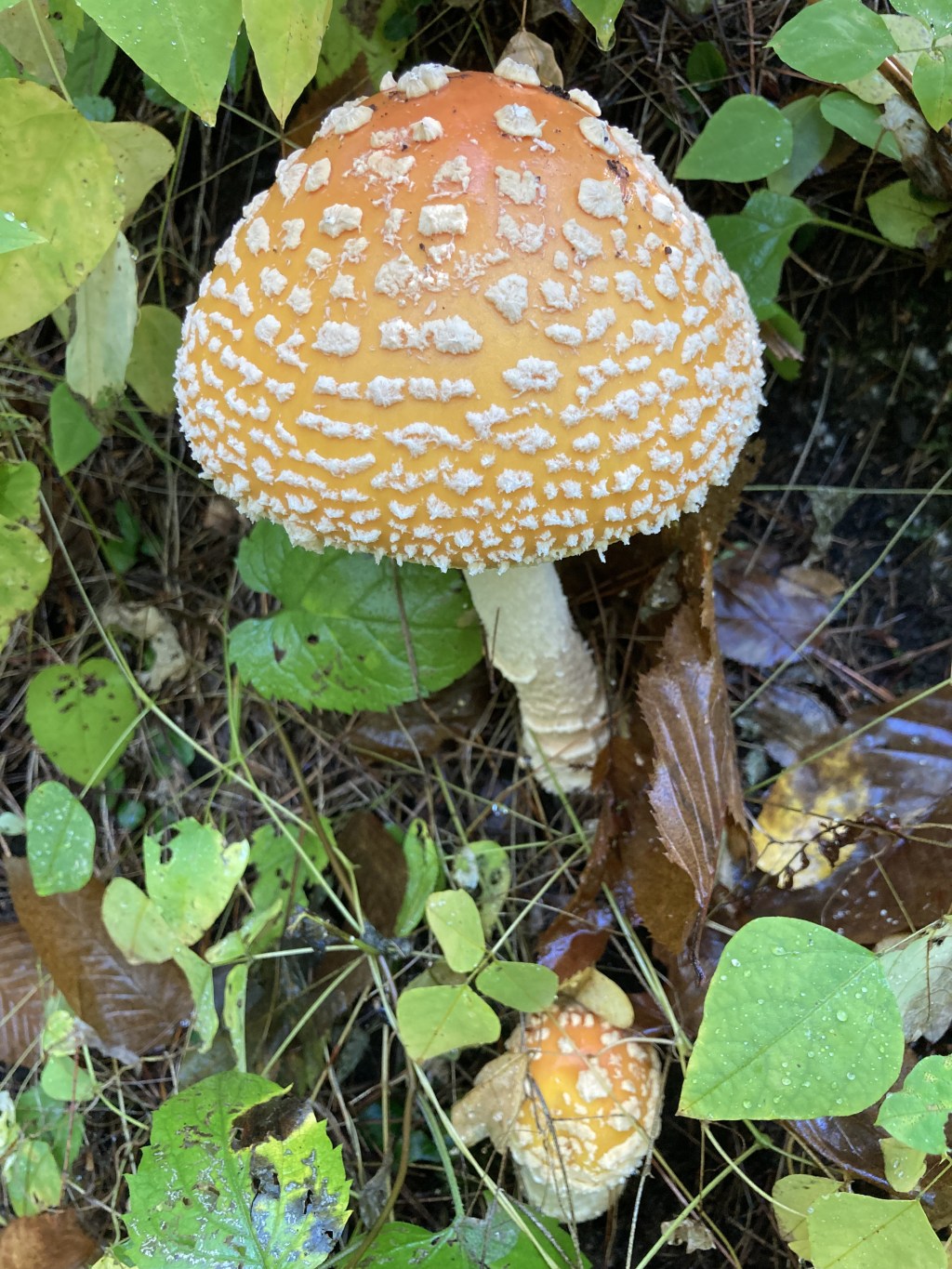 Your Druidry is good enough (Or, not everyone is a&nbsp;mushroom)